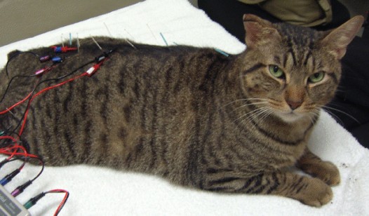 Snoopy the cat gets and acupuncture session.