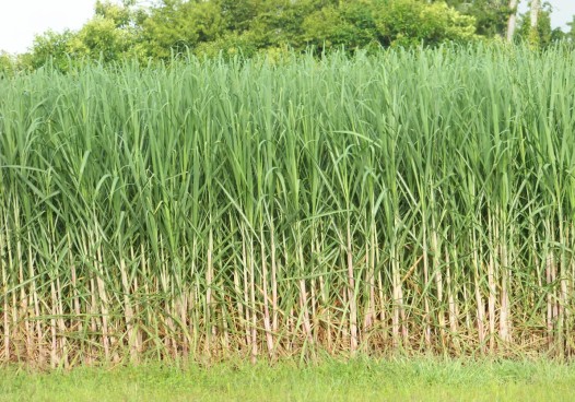 Sugar in the canefields.