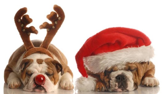 Looks like these guys are ready for Santa Paws on Sunday