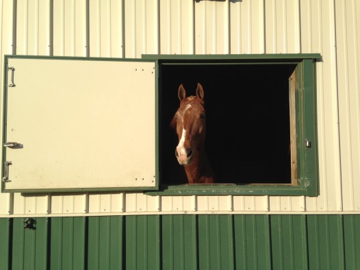 A horse at Cascade Stables, in it's stall for the night.