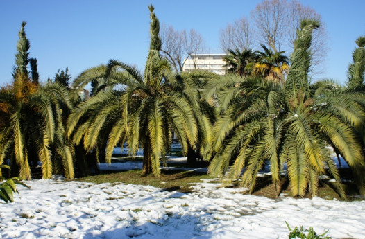 Winter in Sochi: Palm trees and (a tiny bit) of snow (Photo: Andrey Selskiy)