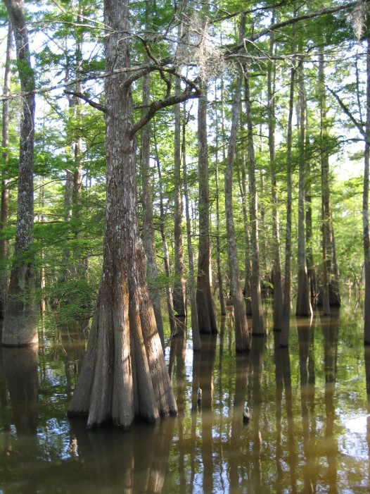 Cypress trees in Louisiana's Atchafalaya Basin. (Photo credit: GRN)