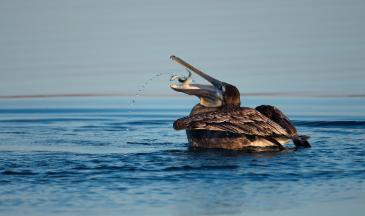 A pelican eating a Menhaden. Credit John B. Spohrer, Jr.