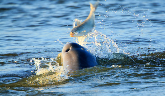 dolphin tossing fish Credit: John B. Spohrer, Jr.