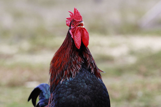 800px-Rooster_crowing
