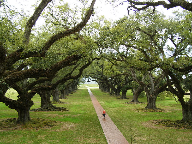 Louisiana trees have a special a special character. Pictured: Oak Alley Plantation.