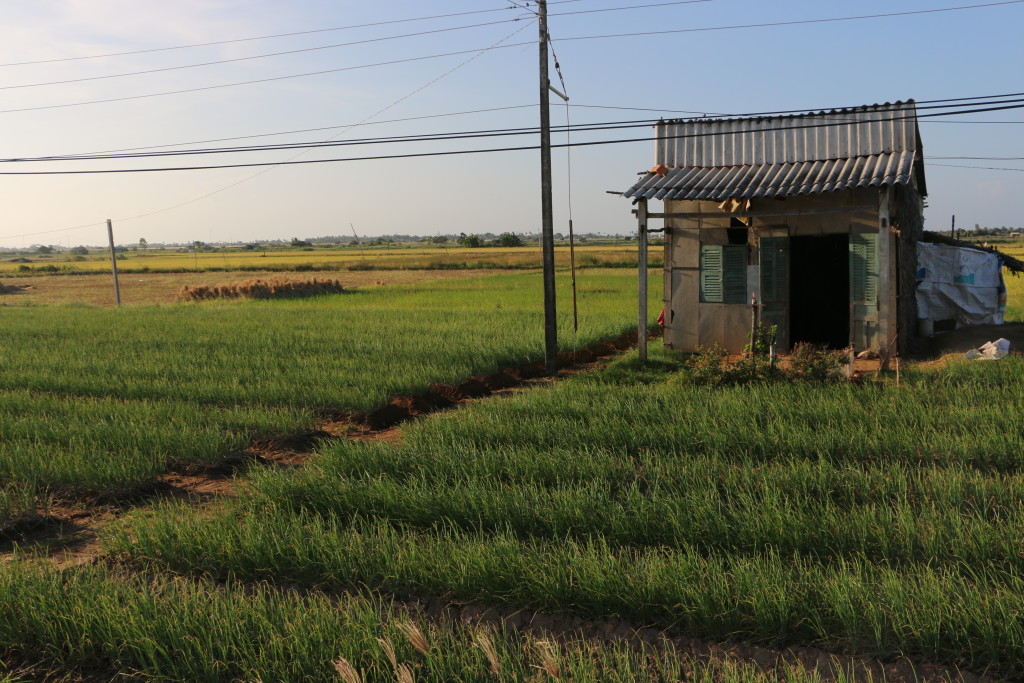 A field of green onions, with a structure typical to the rural areas of the Mekong River delta, late afternoon near the coast. (Photo: Eve Troeh)