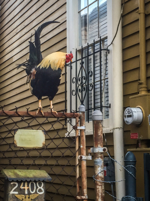 This rooster, abandoned by his keepers, roams the Marigny. He likes to sit on this gate in the late afternoon. Photo: Courtney Kearney
