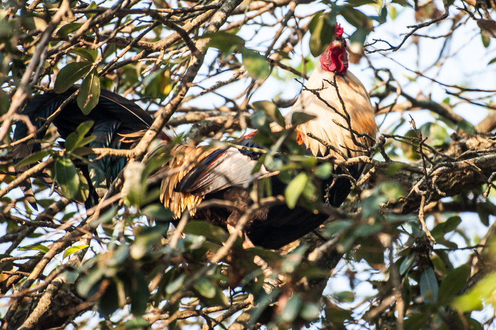 The impudent rooster, sitting in his favorite tree. Photo: Steve Spehar