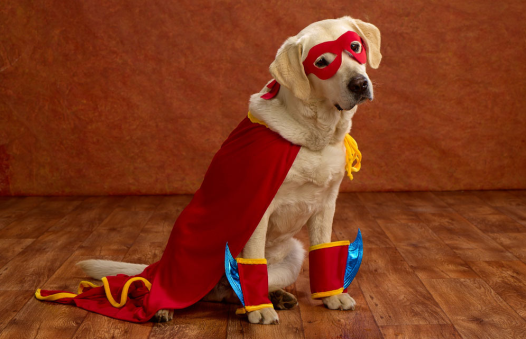 Super(dog)hero: A cape goes a long way in New Orleans. In any size. 