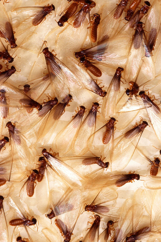 NOLA The (Horror) Movie: Who needs vampires when you've got termites swarming? (Photo: Agricultural Research Service of the U.S. Department of Agriculture)