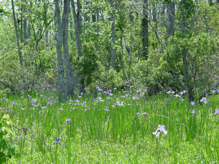 Irises are returning to Jean Lafitte Barataria Reserve. (Photo: nps.gov)