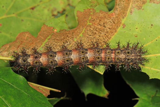 Buck_Moth_caterpillar_-_Hemileuca_maia,_Meadowood_Farm_SRMA,_Mason_Neck,_Virginia