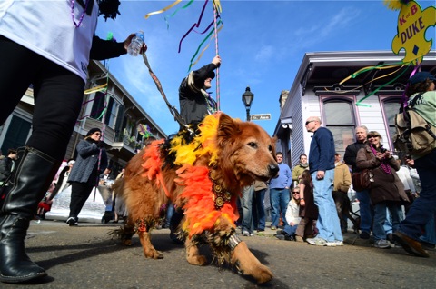 Dogs on parade
