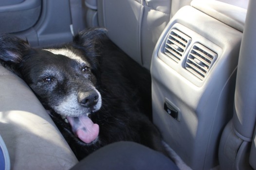 Emma (aka 'the stray dog') relaxing in her 'trailer' between takes
