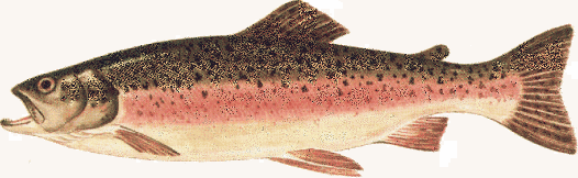 trout