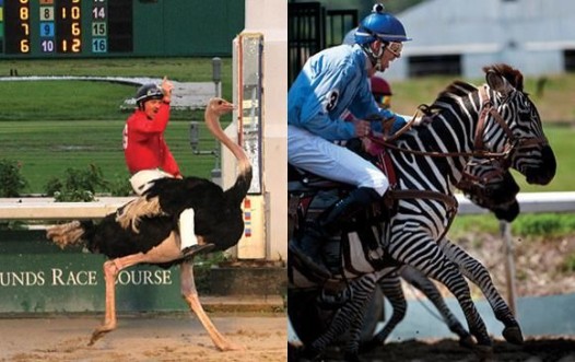 exotic animal race