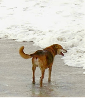chester