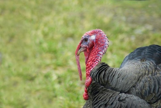 It's probably no comfort to the 46 million turkeys that will end up on tables today, but they are all safe from me.