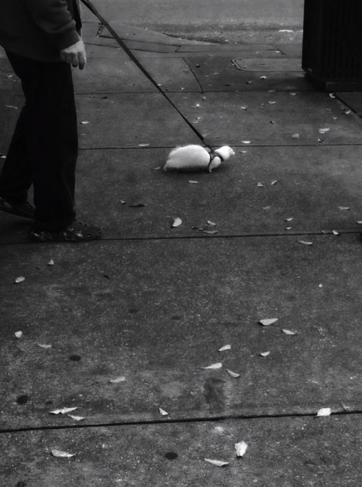 animals2