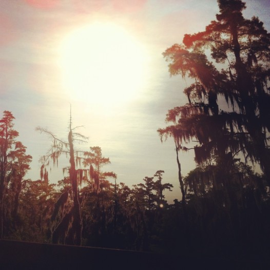 Cypress