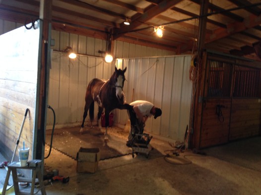 A horse getting 'shoed' to protect the hoofs hitting the concrete during the parades.
