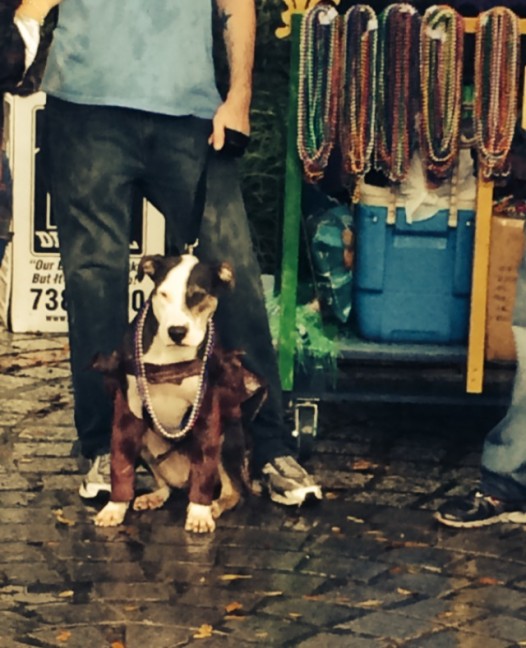 barkus1