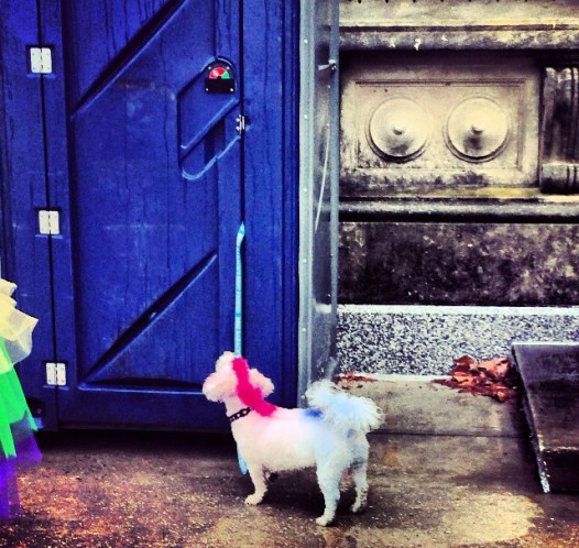 barkus11