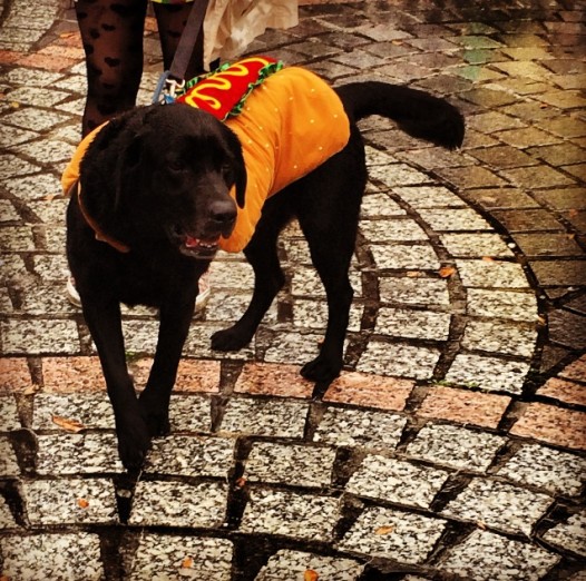 barkus2