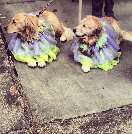 barkus4