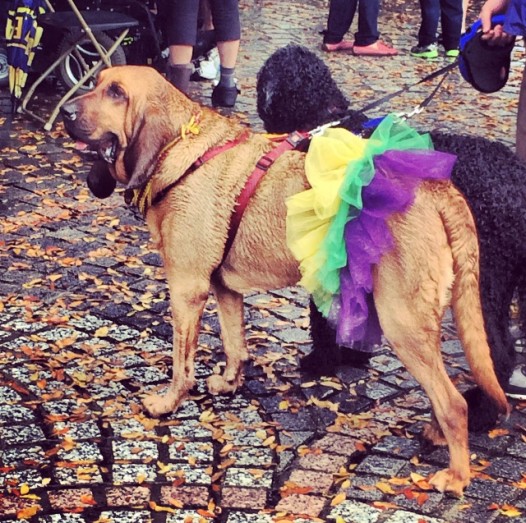 barkus5