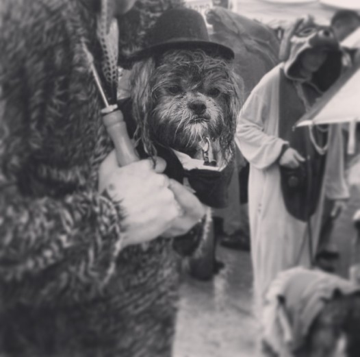barkus6