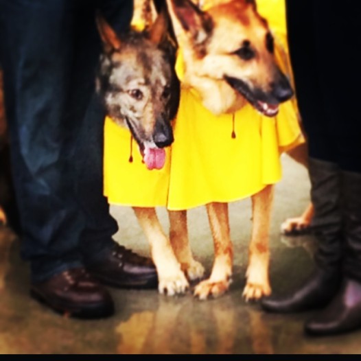barkus7