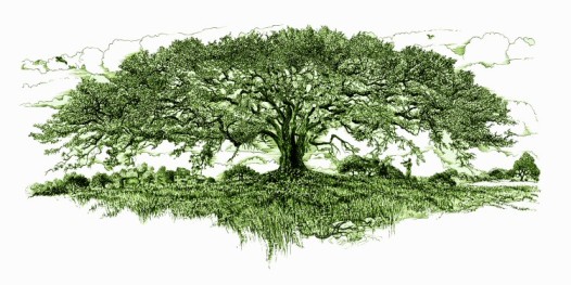 hb tree