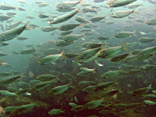 menhaden