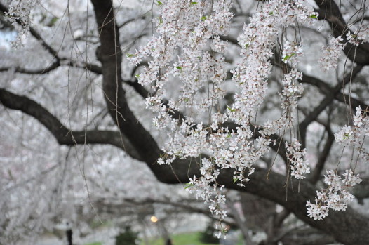 spring
