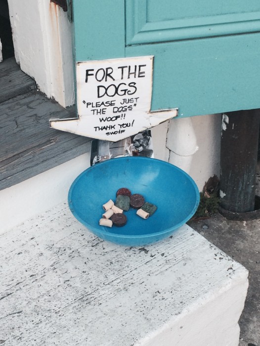 dog bowl