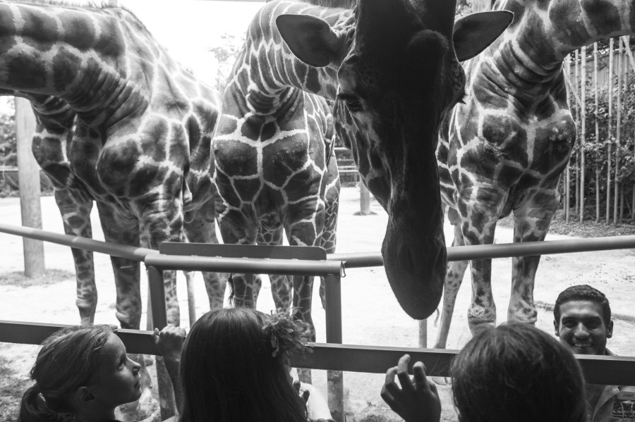 World Giraffe Day at Audubon Zoo (Photo: Hanna Rasanen)