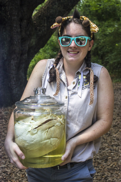 Hoofstock keeper Megan Halloran holds up a preserved giraffe heart. (Photo: Hanna Rasanen)