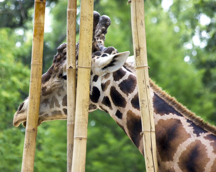 World Giraffe Day at Audubon Zoo (Photo: Hanna Rasanen)