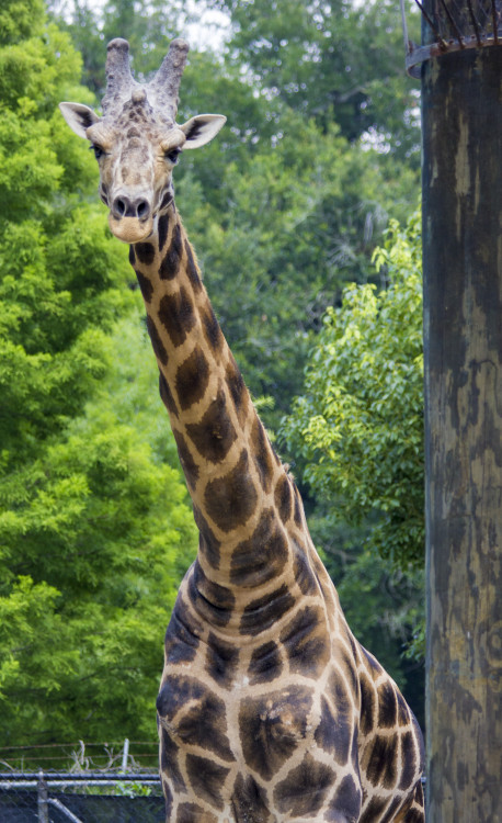 World Giraffe Day at Audubon Zoo (Photo: Hanna Rasanen)