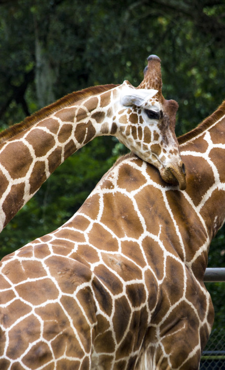 World Giraffe Day at Audubon Zoo (Photo: Hanna Rasanen)