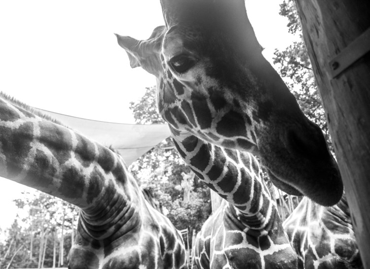 World Giraffe Day at Audubon Zoo (Photo: Hanna Rasanen)