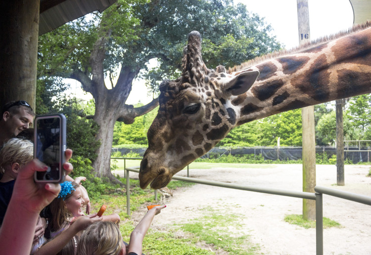 World Giraffe Day at Audubon Zoo (Photo: Hanna Rasanen)