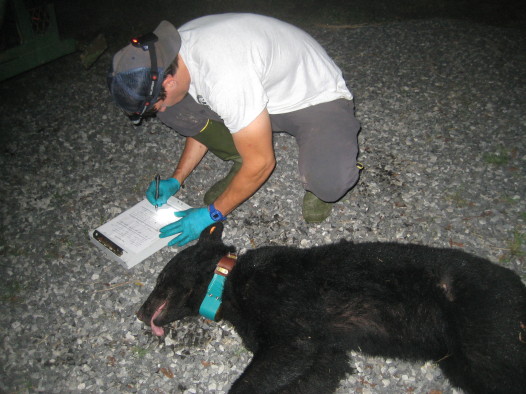 black bear