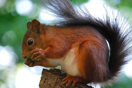 1024px-Sciurus-vulgaris_hernandeangelis_stockholm_2008-06-04
