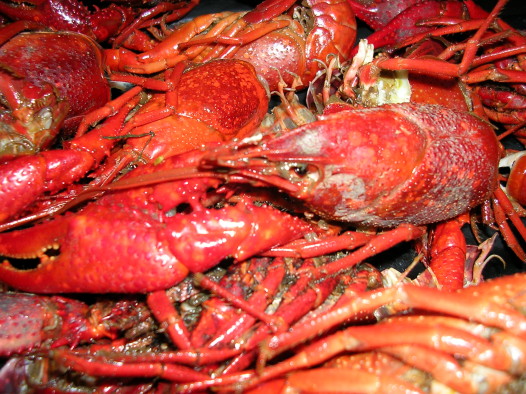 Louisiana_crawfish