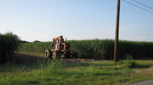 Harvest services, blessings and celebrations are prevalent throughout the 22-parish Sugar Belt, which is bound on the north from Rapides Parish to Jeff Davis Parish in western Louisiana and eastward down through the Bayou Teche and Bayou Lafourche valleys. Photo: Acadian Lifestyle