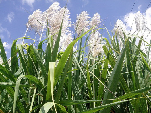 sugarcane