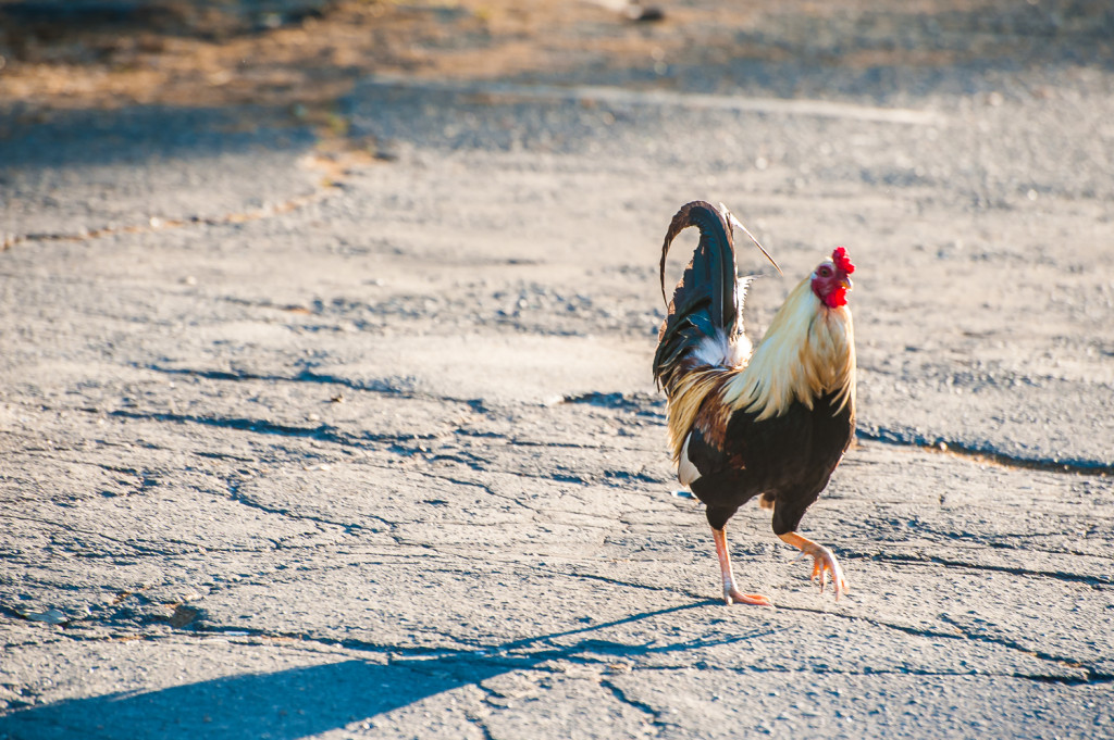 Here he is crossing the road. He is doing it so that he can get to the other side, invade someone else's yard, and wake them up in the middle of the night. Photo: Steve Spehar